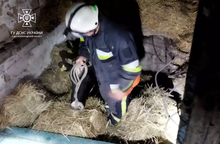 У Новомосковському районі рятувальники дістали корову яка впала в підвал господарчої споруди