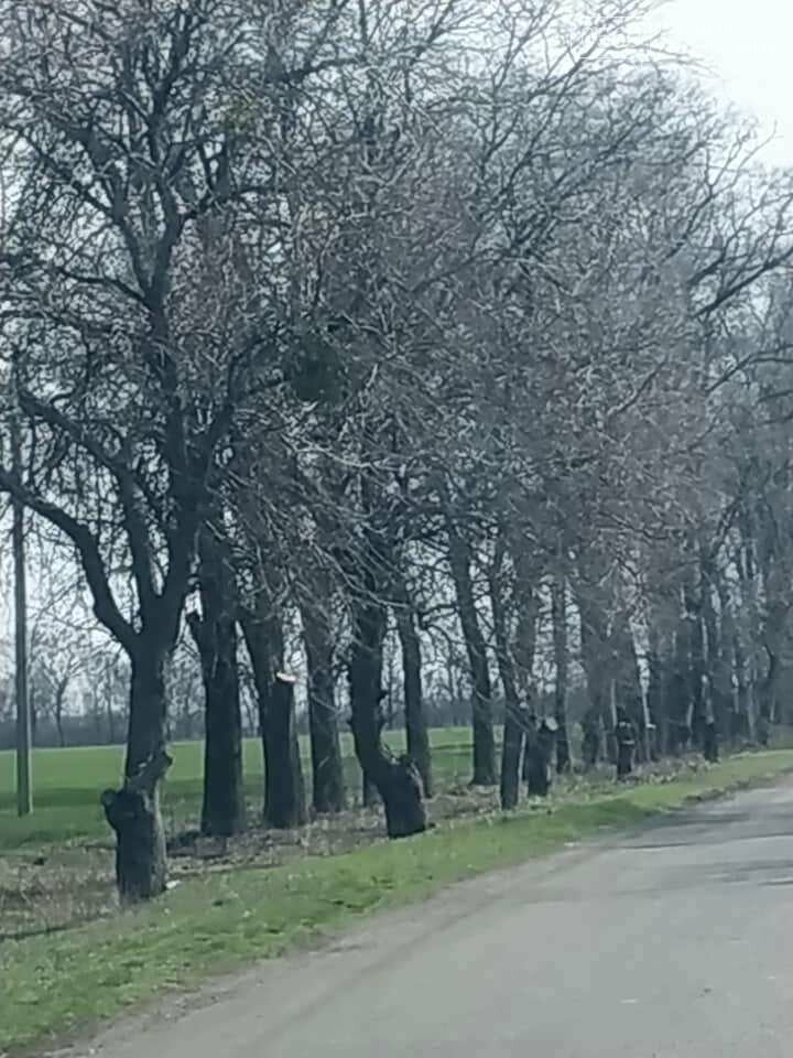 Мешканці Знаменівського старостату Піщанської громади прибрали узбіччя автошляхів, фото-5