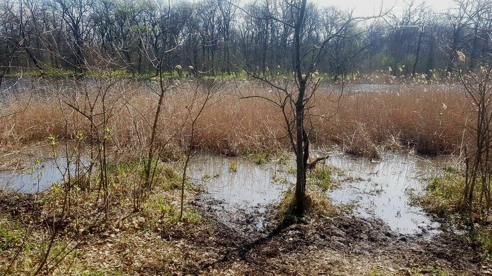 Більше 100 мішків сміття зібрали і вивезли волонтери з ліс..., фото-5 Більше 100 мішків сміття зібрали і вивезли волонтери з лісу, що поблизу Новомосковська, фото-5