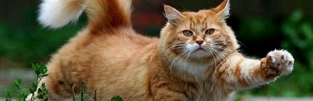 Сьогодні в Європі відзначають День кота