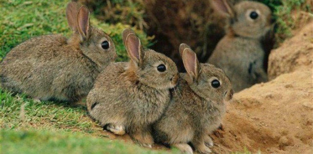 Мешканців Новомосковщини і усієї області просять не шуміти в екосистемах: а що в Самарському лісі?