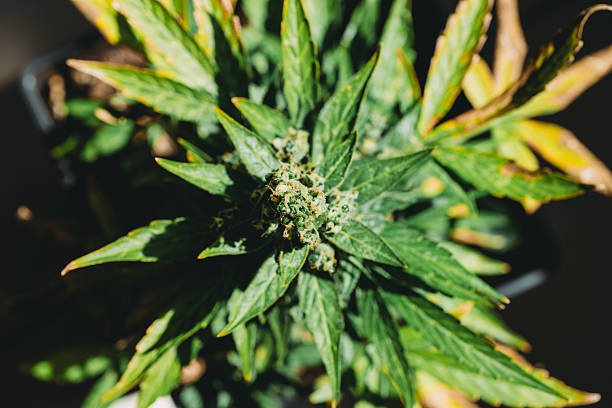 насіння коноплі від https://hohlandseeds.com/